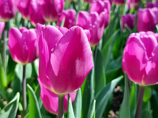 Fototapeta premium pink flowers closeup - tulips in park. spring