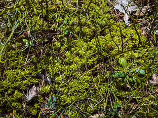 Beautiful green moss on the floor, moss closeup, macro. Beautiful background of moss for wallpaper.