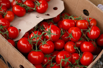 Fresh red tomatoes packed in a cardboard box ready for market sale in a sunny agricultural setting