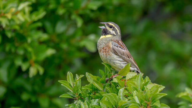 cirl bunting bird perching on a branch