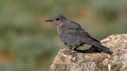 Blue Rock Thrush female bird