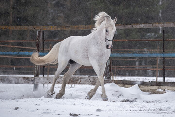 A beautiful horse runs in a levada among the snow. Orlov trotter in winter