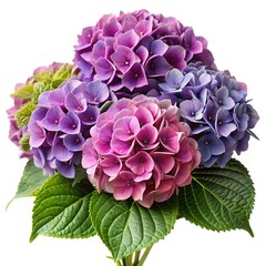 Fototapeta premium Elegant bouquet of hydrangeas displaying beautiful hues of purple and pink colors