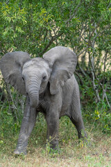 A cute baby African elephant with open ears walking out the thicket, Greater Kruger. 