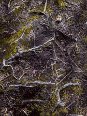 The roots of a perennial tree covered with overgrown green moss, creeping over the rock. Autumn landscape, forest bright colors.