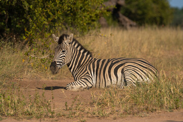 A young plains zebra lying in the dirt, Greater Kruger