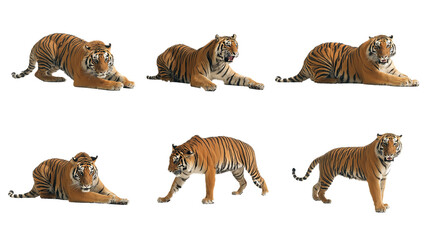 Naklejka premium A set of multiple full-body tiger images in different poses