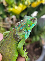Hand holding a small juvenile green iguana. Iguana with natural blur background.