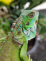 Hand holding a small juvenile green iguana. Iguana with natural blur background.