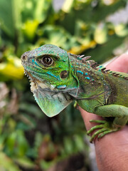 Hand holding a small juvenile green iguana. Iguana with natural blur background.