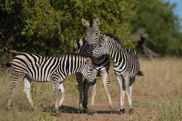 Two zebra foals cuddling with a female zebra, Greater Kruger