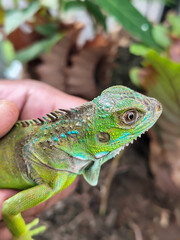 Hand holding a small juvenile green iguana. Iguana with natural blur background.