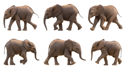 Six side-by-side elephants walking in different poses