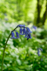 Bluebell close up portrait