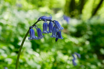 Bluebell in close up Landscape
