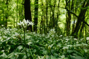 Wild Garlic Flower Landscape