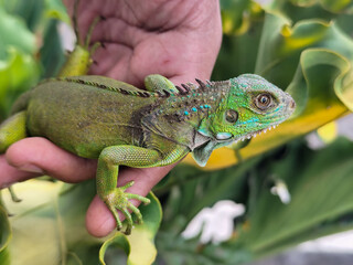 Hand holding a small juvenile green iguana. Iguana with natural blur background.