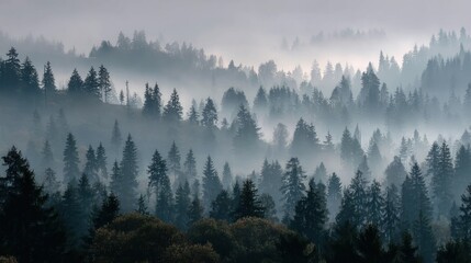 Naklejka premium Misty mountain forest