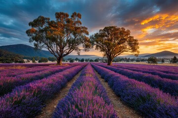 Tranquil Lavender Field at Sunset with Majestic Trees and Colorful Sky