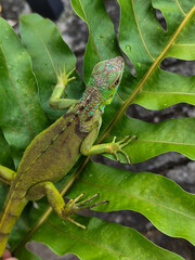 A juvenile green iguana walks along a green leafy tree branch, with a natural blur background.