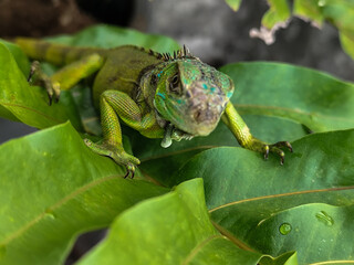 A juvenile green iguana walks along a green leafy tree branch, with a natural blur background.