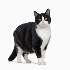 Black and white tuxedo cat isolated on white