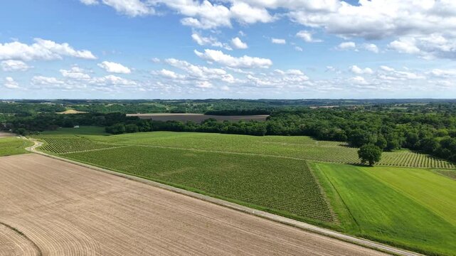 Petite route de campagne au milieu des vignes