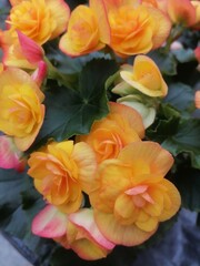bouquet of orange rose 