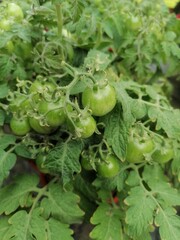 Tomatoes tree in the garden