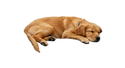 golden retriever dog sleeping isolated on white or transparent background PNG