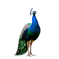 Obraz premium Regal Peacock: A majestic peacock showcases its stunning iridescent plumage with a sense of poise and elegance, showcasing its beauty in a captivating visual display.