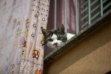 Curious Cat Looking from Balcony