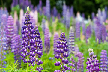 Obraz premium Wild lupines growing in Black Forest, Germany