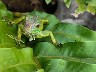 A juvenile green iguana walks along a green leafy tree branch, with a natural blur background.