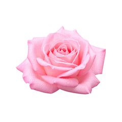 beautiful pink rose with delicate petals and droplets of water, symbolizing love and elegance. soft color and fresh appearance evoke feelings of romance and tranquility