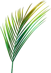 Fototapeta premium palm leaves on white
