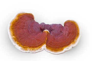ganoderma lucidum isolated on a white background(top view)