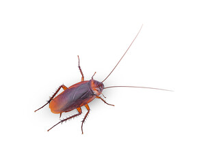 closeup cockroach isolated on a white(top view)