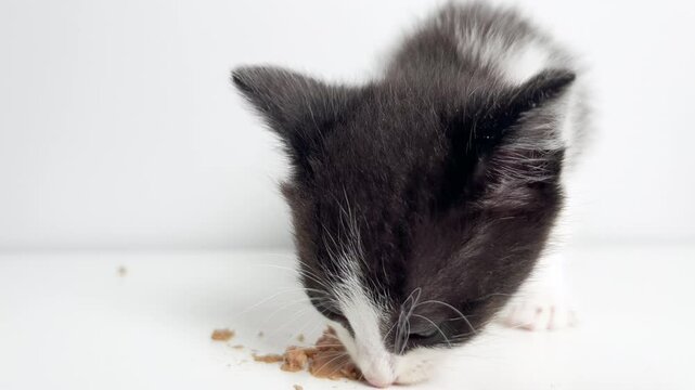 Close up video of cute black and white kitten eating wet cat food on white background. Portrait of eating kitty.