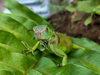 A juvenile green iguana walks along a green leafy tree branch, with a natural blur background.