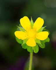Potentilla indica