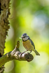 Blue tit Cyanistes caeruleus on a branch