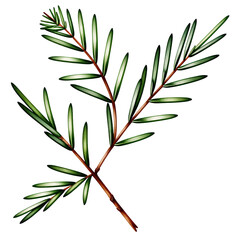 Obraz premium Branch-with-green-leaves-isolated-on-black-background-vector-illustration-plant-design-element