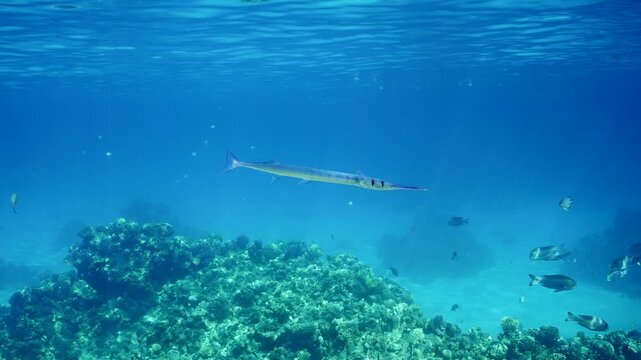 Closeup of Sea pike swims slowly over coral reef in sunbeams, slow motion. Needlefish or Garfish floats in blue water above reef on sunny day in bright sunrays