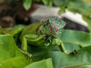 A juvenile green iguana walks along a green leafy tree branch, with a natural blur background.