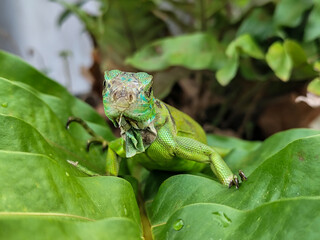 A juvenile green iguana walks along a green leafy tree branch, with a natural blur background.
