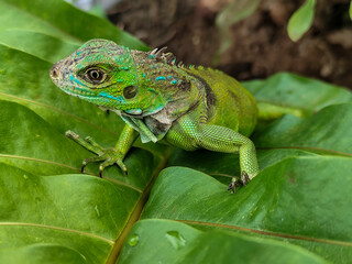 A juvenile green iguana walks along a green leafy tree branch, with a natural blur background.