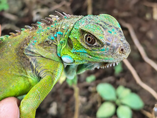 Hand holding a small juvenile green iguana. Iguana with natural blur background.