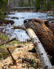Closeup of a beaver carrying a log. Represents hard work, wildlife, construction, or natures power. Ideal for conservation, environmental, and animalrelated content.