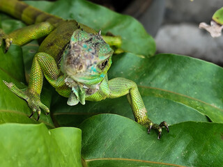 A juvenile green iguana walks along a green leafy tree branch, with a natural blur background.